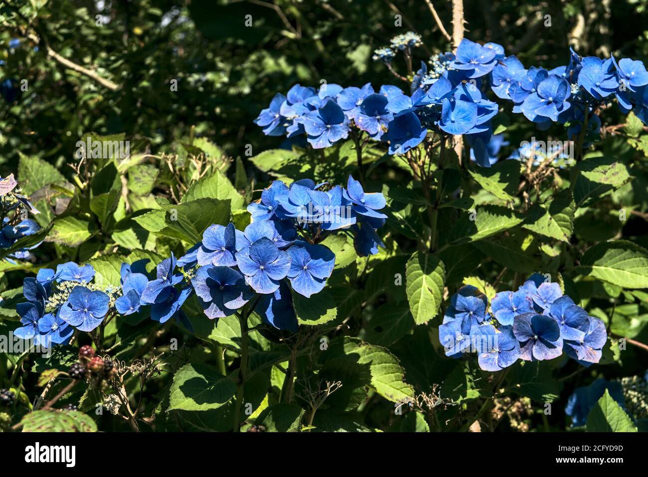 Incredibili fiori blu di idrangee selvatiche alla luce del sole Foto Stock