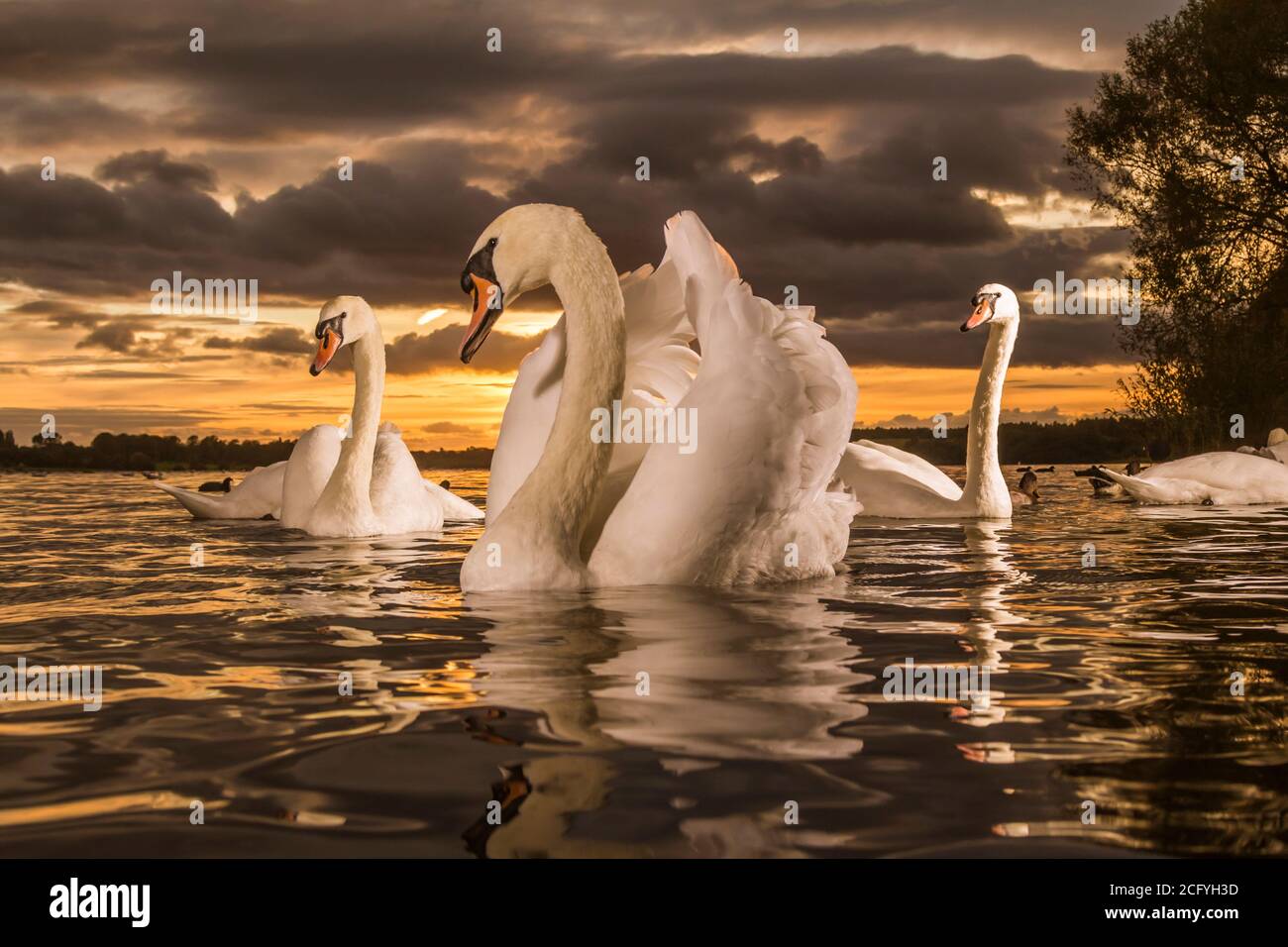 Un fiero cigno muto della COB, mostrandosi fuori per essere il chap magnifico e grazioso che è. Foto Stock