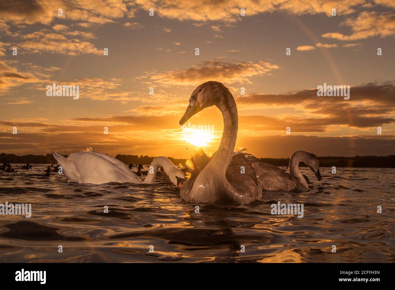 Un curioso Signet che si gode gli ultimi giorni di vita familiare prima di entrare nel mondo. Foto Stock