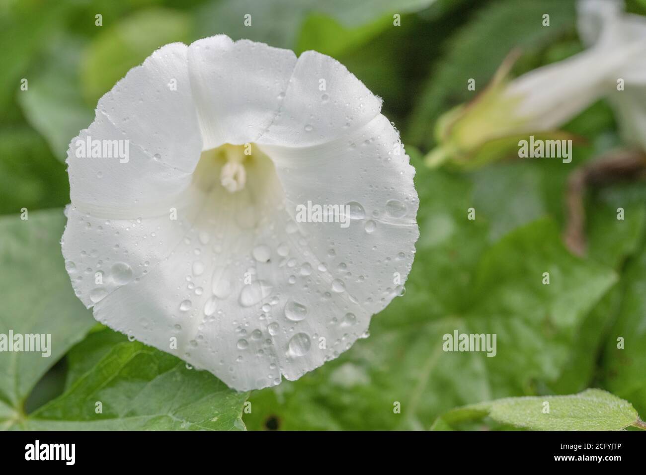 Colpo vicino di gocce di pioggia su fiori di Hedge Bindweed / Calystegia sepium che cresce in un Regno Unito hedgerow. Erbacce comuni UK, erbacce fastidiose. Foto Stock