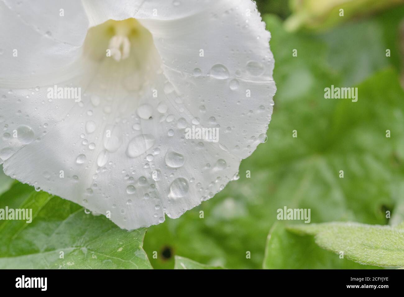 Colpo vicino di gocce di pioggia su fiori di Hedge Bindweed / Calystegia sepium che cresce in un Regno Unito hedgerow. Erbacce comuni UK, erbacce fastidiose. Foto Stock