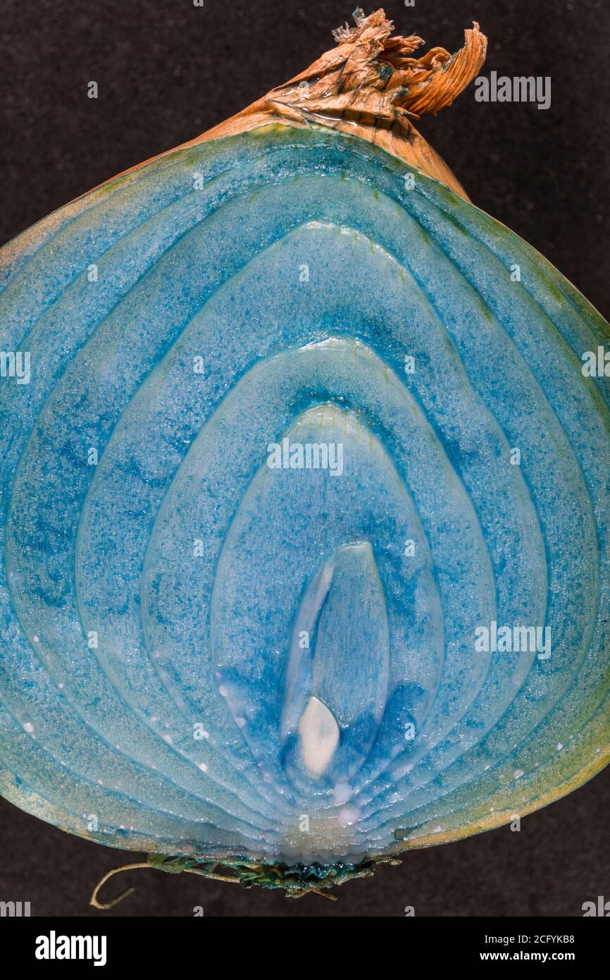Sezione trasversale astratta di una cipolla marrone ordinaria / Allium cepa tinto con colorazione blu alimentare. Per i nuovi alimenti, nuovi alimenti, Foto Stock