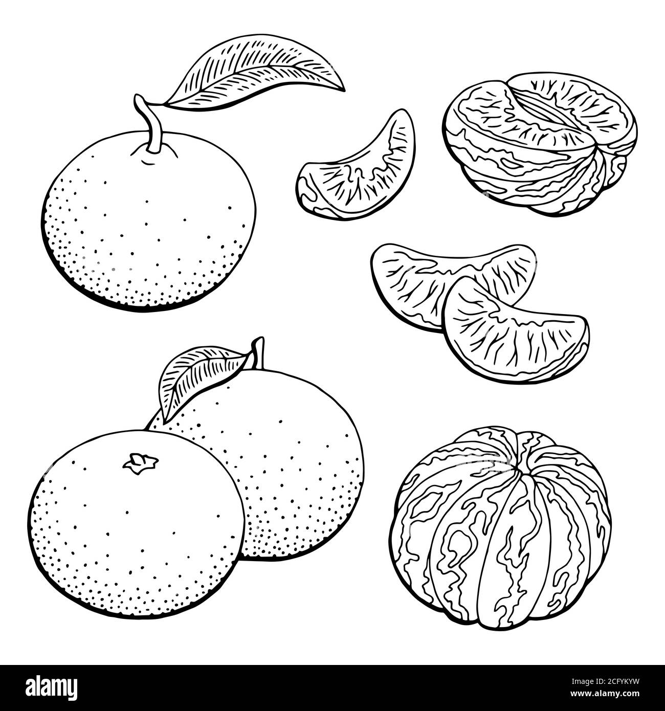 Mandarino frutta grafica nero bianco isolato schizzo illustrazione vettore Illustrazione Vettoriale