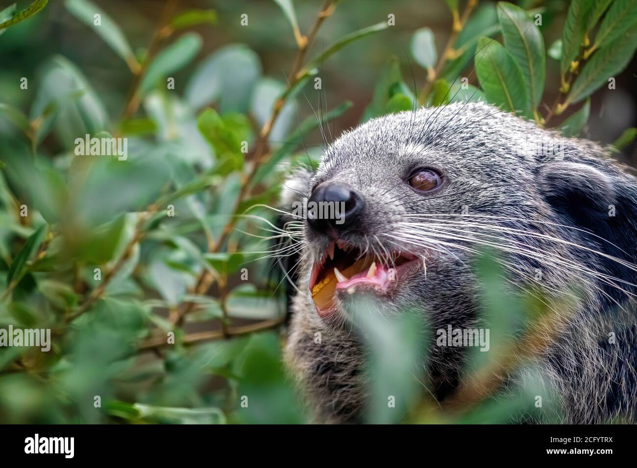Binturong, binturong Arctictis, mangiare frutta. Conosciuto anche come un bearcat, questo animale è indigeno nel sud e nel sud-est asiatico ed è vulnerabile in Foto Stock