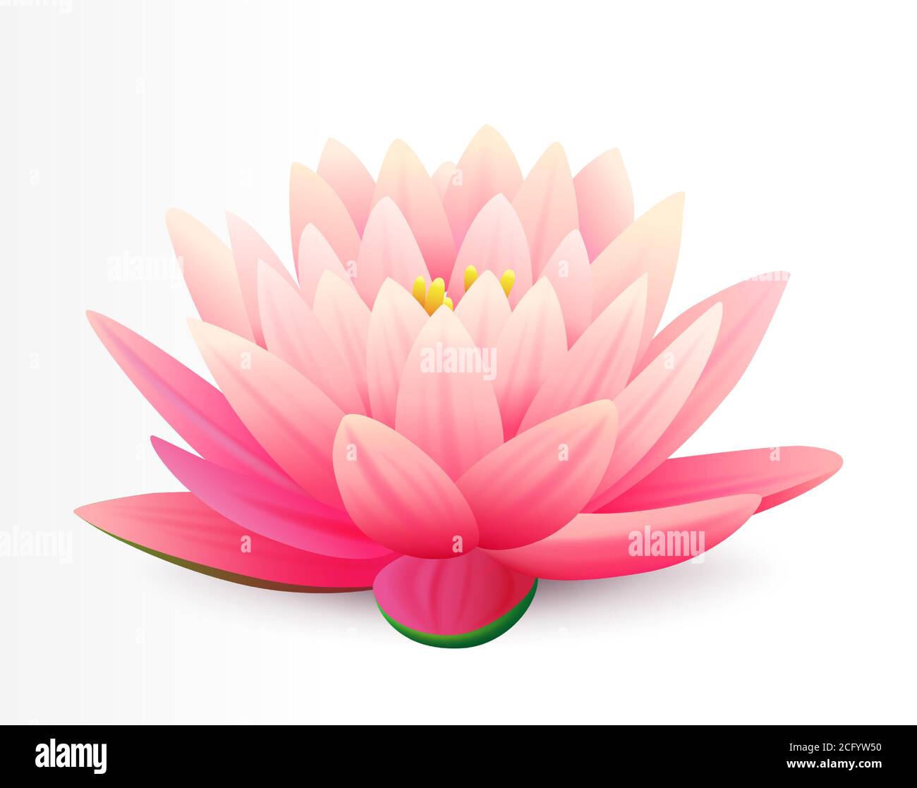 Bello realistico fiore rosa di loto isolato su sfondo bianco, pianta d'acqua, illustrazione vettoriale. Illustrazione Vettoriale