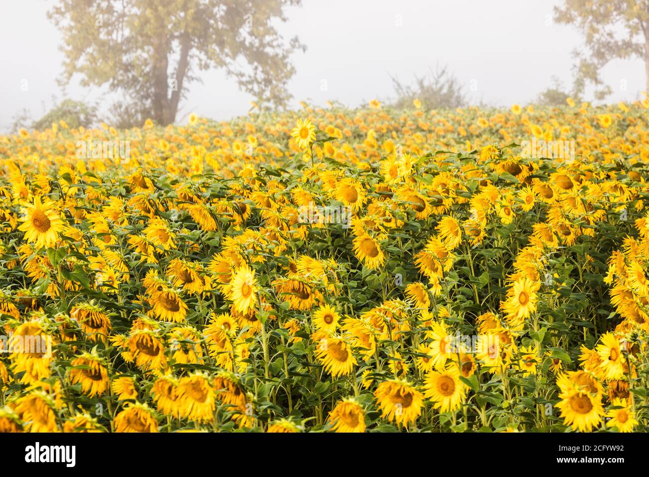 Un campo di girasoli in nebbia pre-alba. Foto Stock