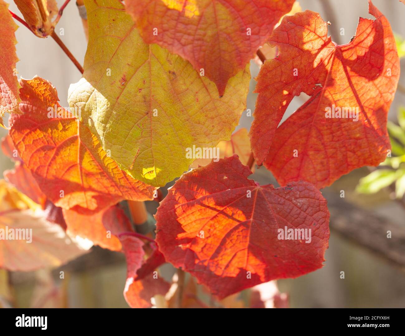 Vista del colorato fogliame autunnale della vite Claret Cloak / Vitis Coignetiae un vigoroso arbusti decidui climber e attraente lobed tendini Foto Stock