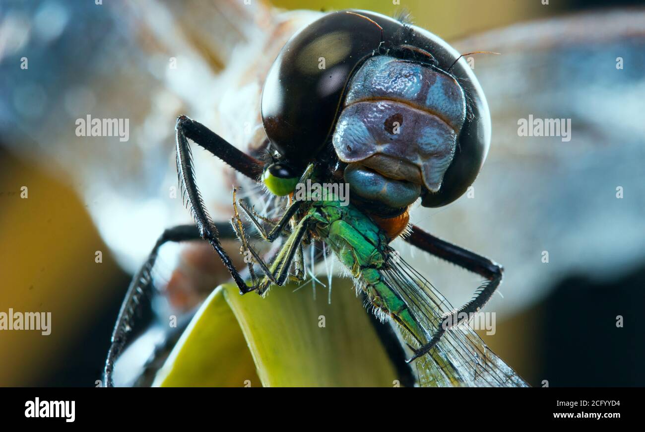 Dragonfly mangiare damselfly; predazione insetto (foto di impilamento del fuoco) Foto Stock