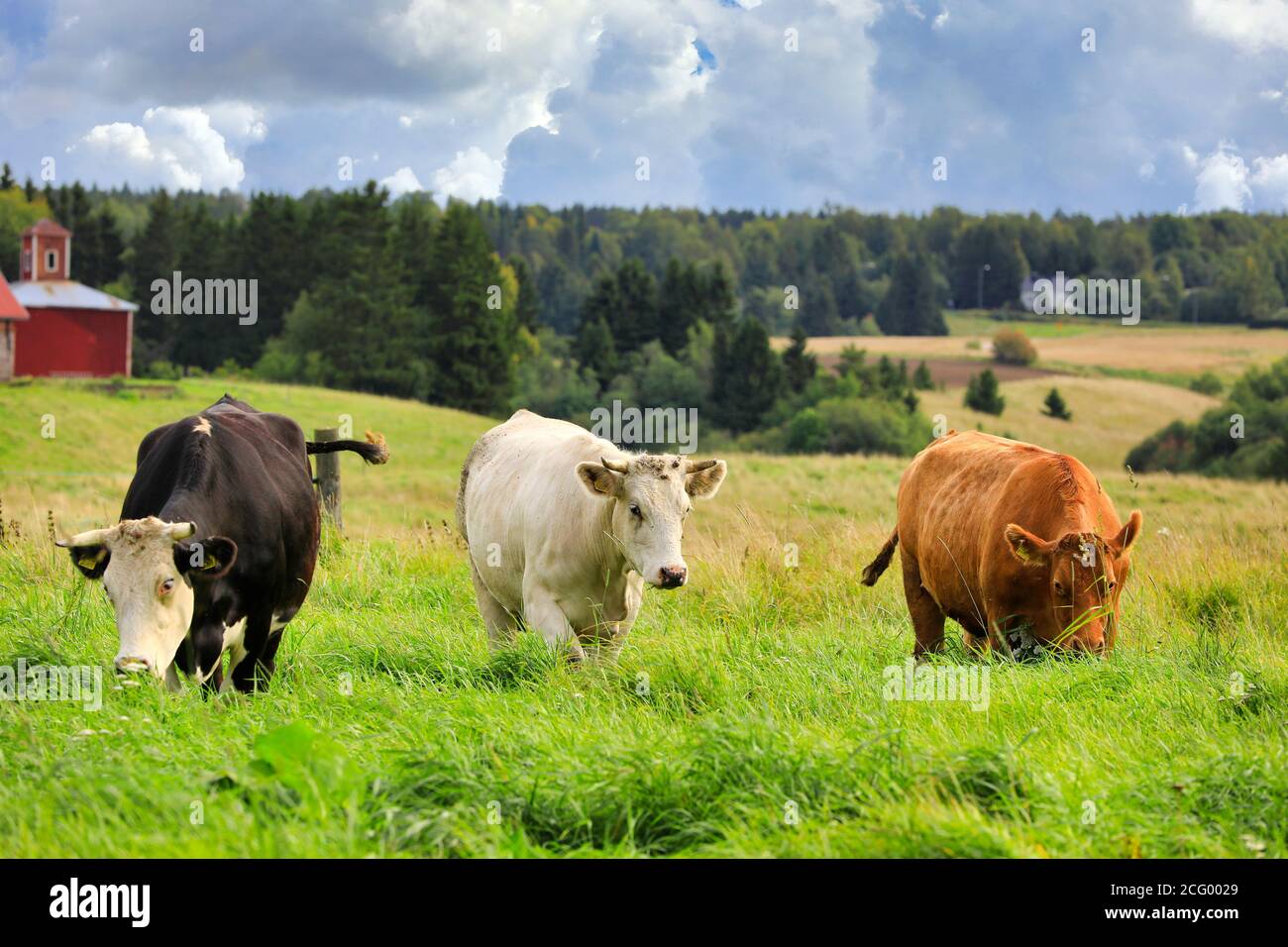 Bestiame che pascolano in terreni erbosi verdi in un giorno di inizio autunno. Foto Stock