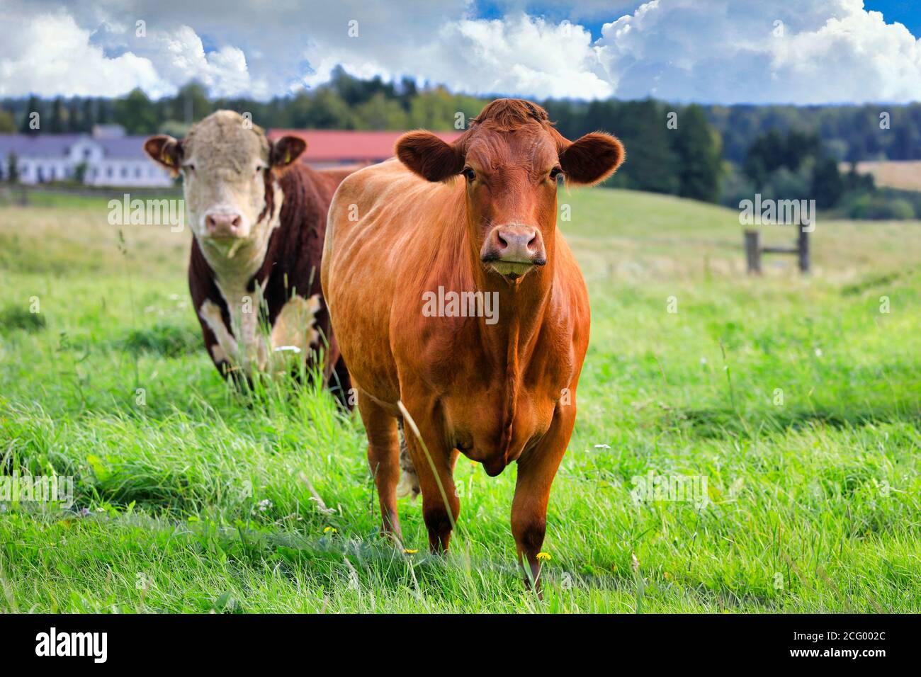 Due mucche in verdi terreni erbosi in un giorno di inizio autunno. Foto Stock