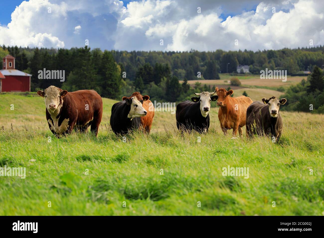 Bestiame che pascolano in verdi terreni erbosi in un bel giorno di inizio autunno. Foto Stock