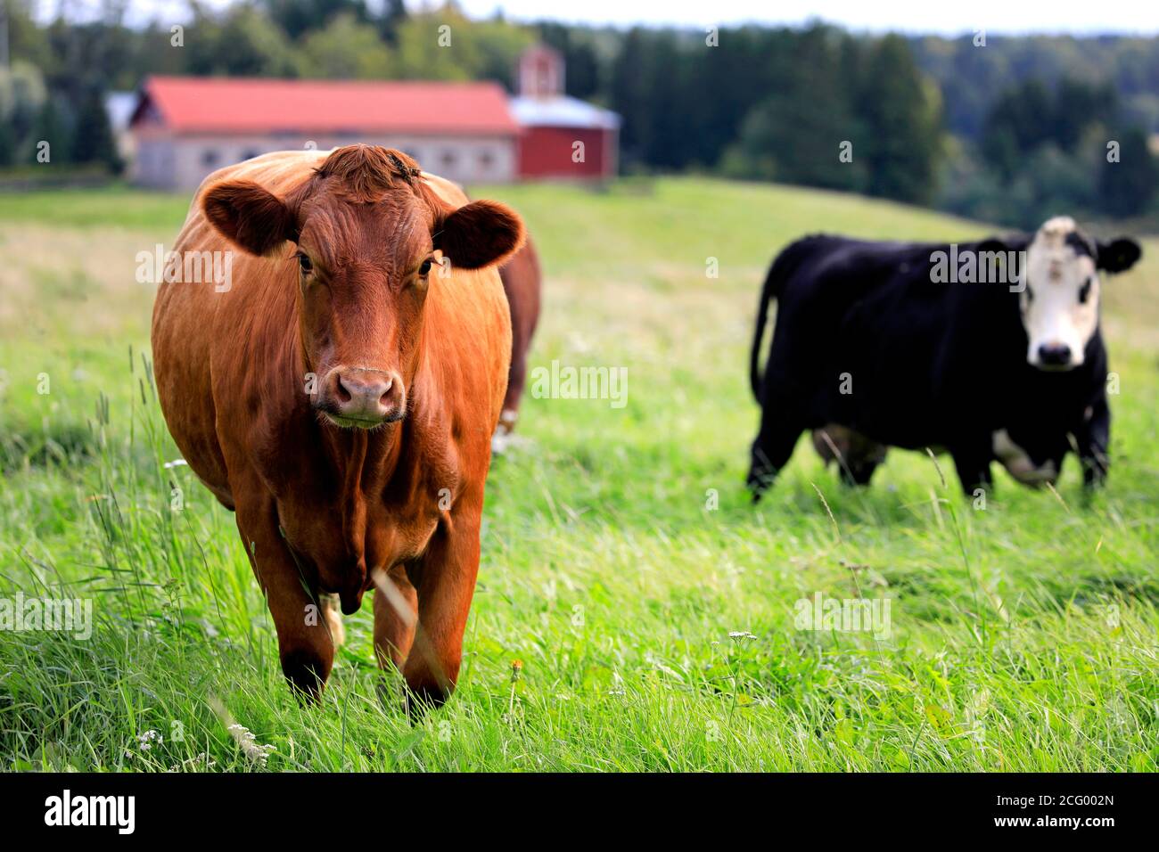 Due mucche che pascolano in campo con una curiosa mucca marrone che guarda nella macchina fotografica. Profondità dof. Foto Stock