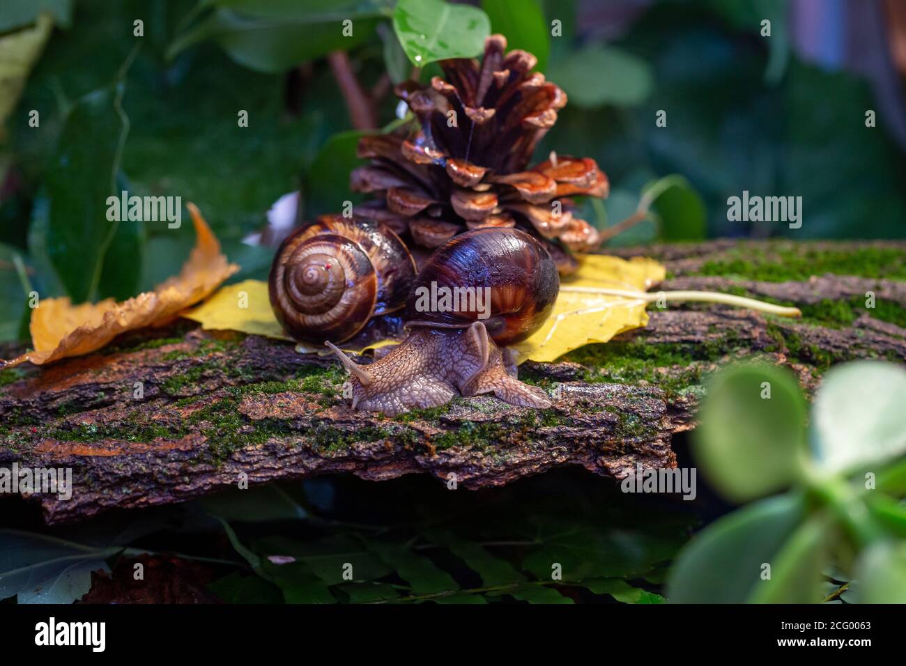 Grandi lumache che strisciano lungo la corteccia di un albero. Burgudi, uva o lumaca commestibile romana della famiglia Helicidae. Foto Stock