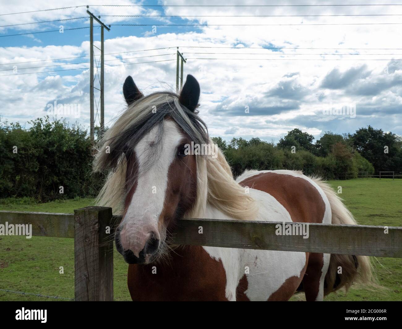 bel cavallo in posa per la macchina fotografica che guarda sopra la recinzione Foto Stock