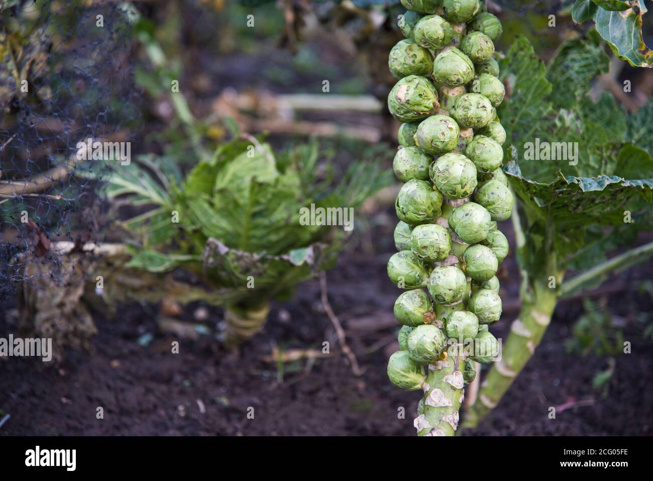 cavoletti di Bruxelles Foto Stock