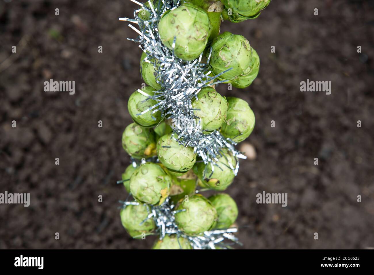 brussel Natale germogli dresd in tinsel argento Foto Stock