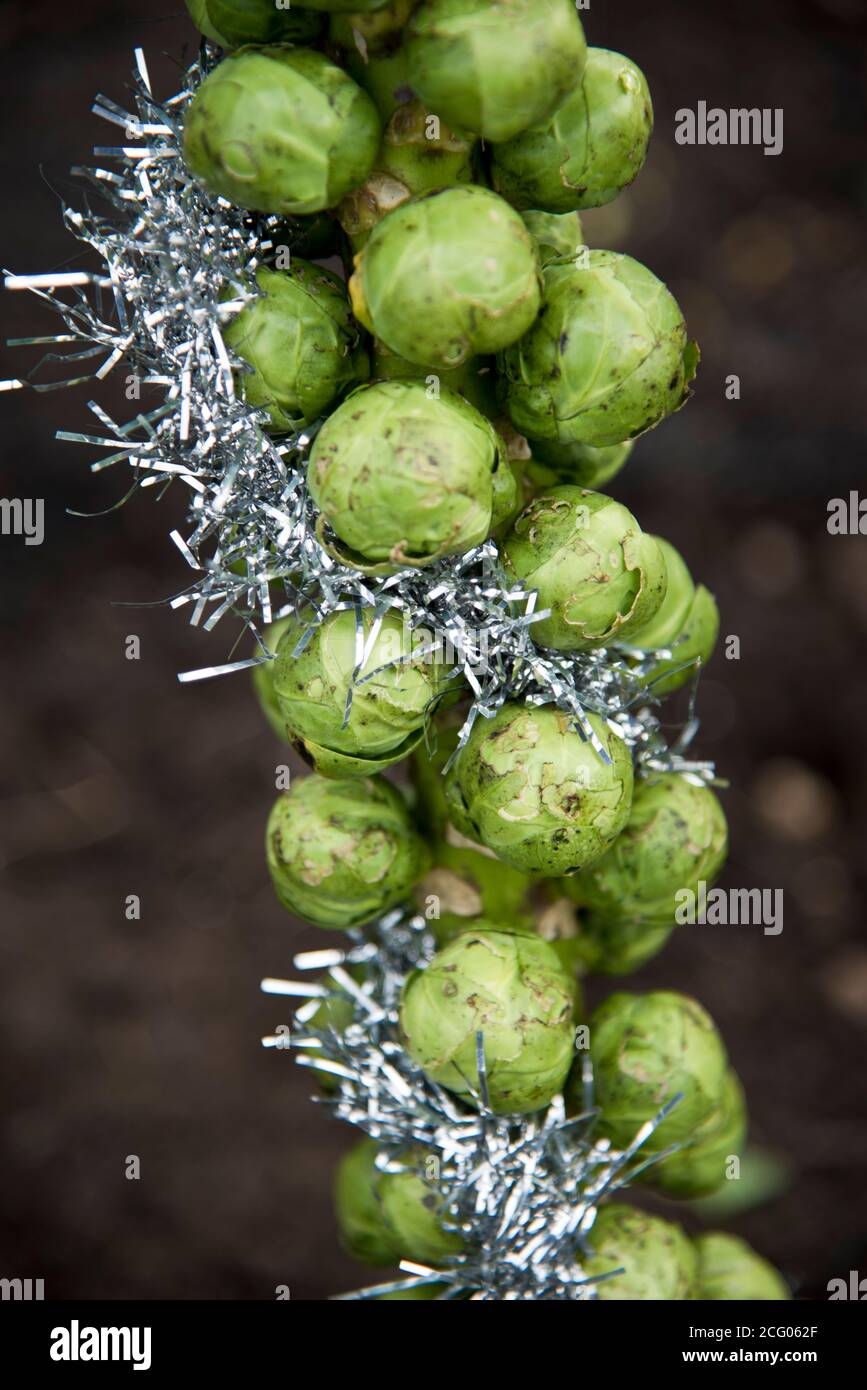 brussel Natale germogli dresd in tinsel argento Foto Stock
