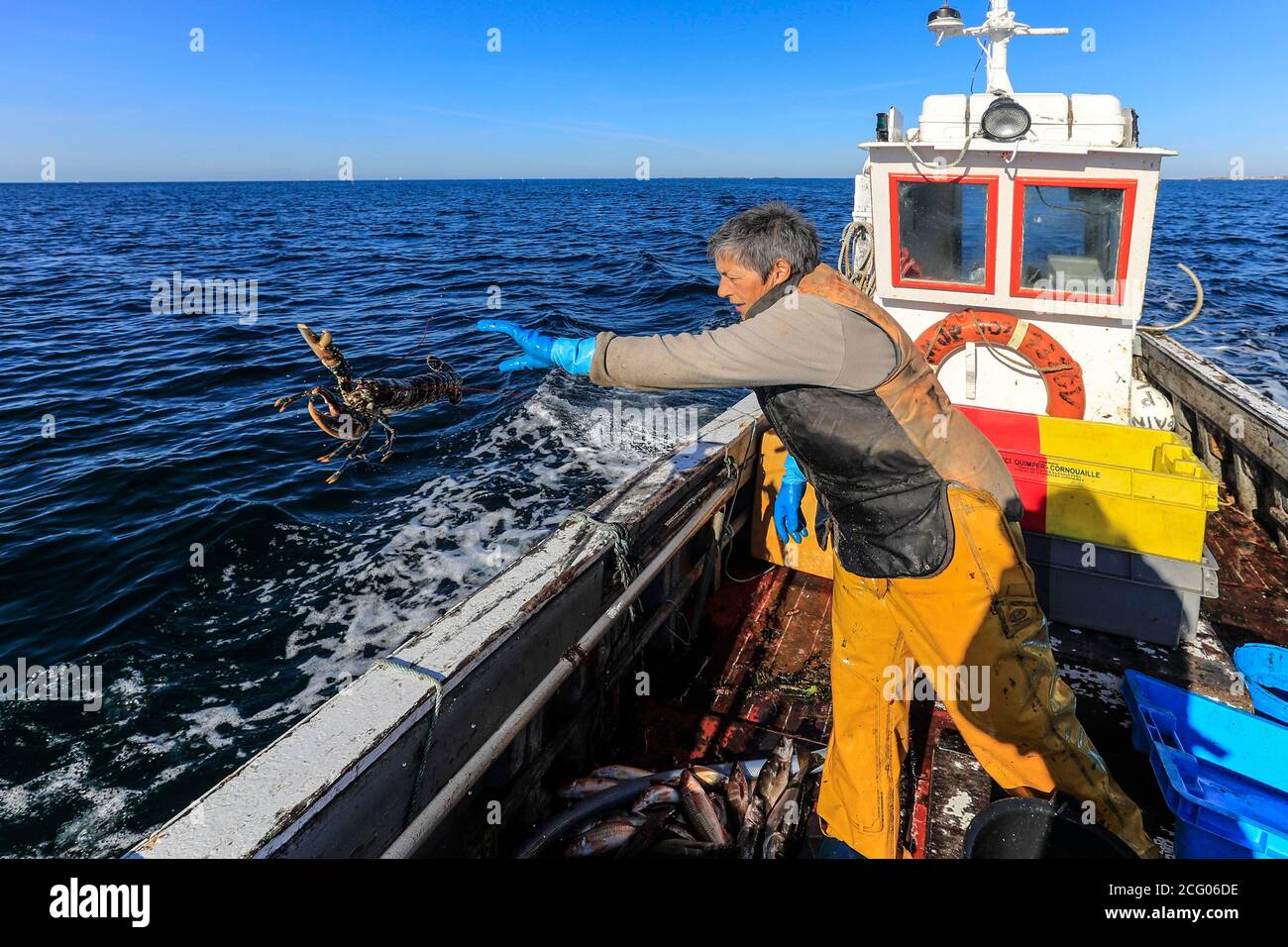 Francia, Finistere, le Guilvinec, due tipi di aragoste tornare al mare, che sono molatura e hanno conchiglie morbide e quelli (come questo) che hanno Foto Stock