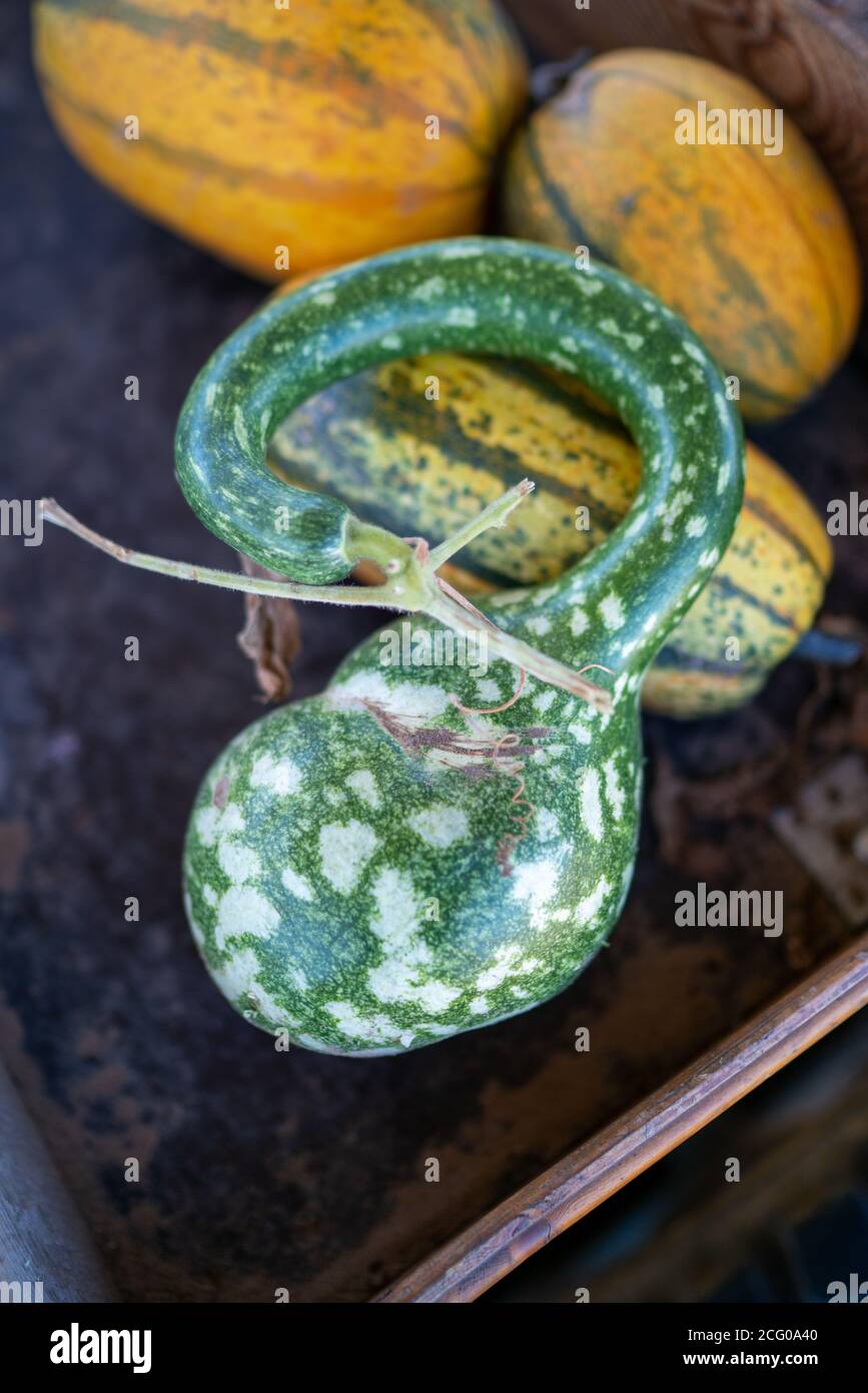 Zucca verde con punti per la decorazione Foto Stock