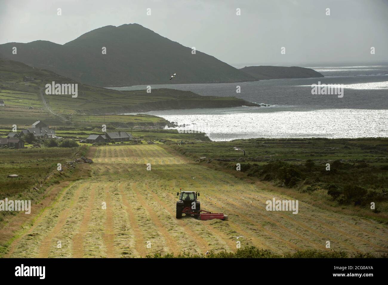 Un agricoltore taglia l'insilato su Hogs Head, Waterville, nel sud di Kerry, Irlanda. Foto Don MacMonagle Foto Stock