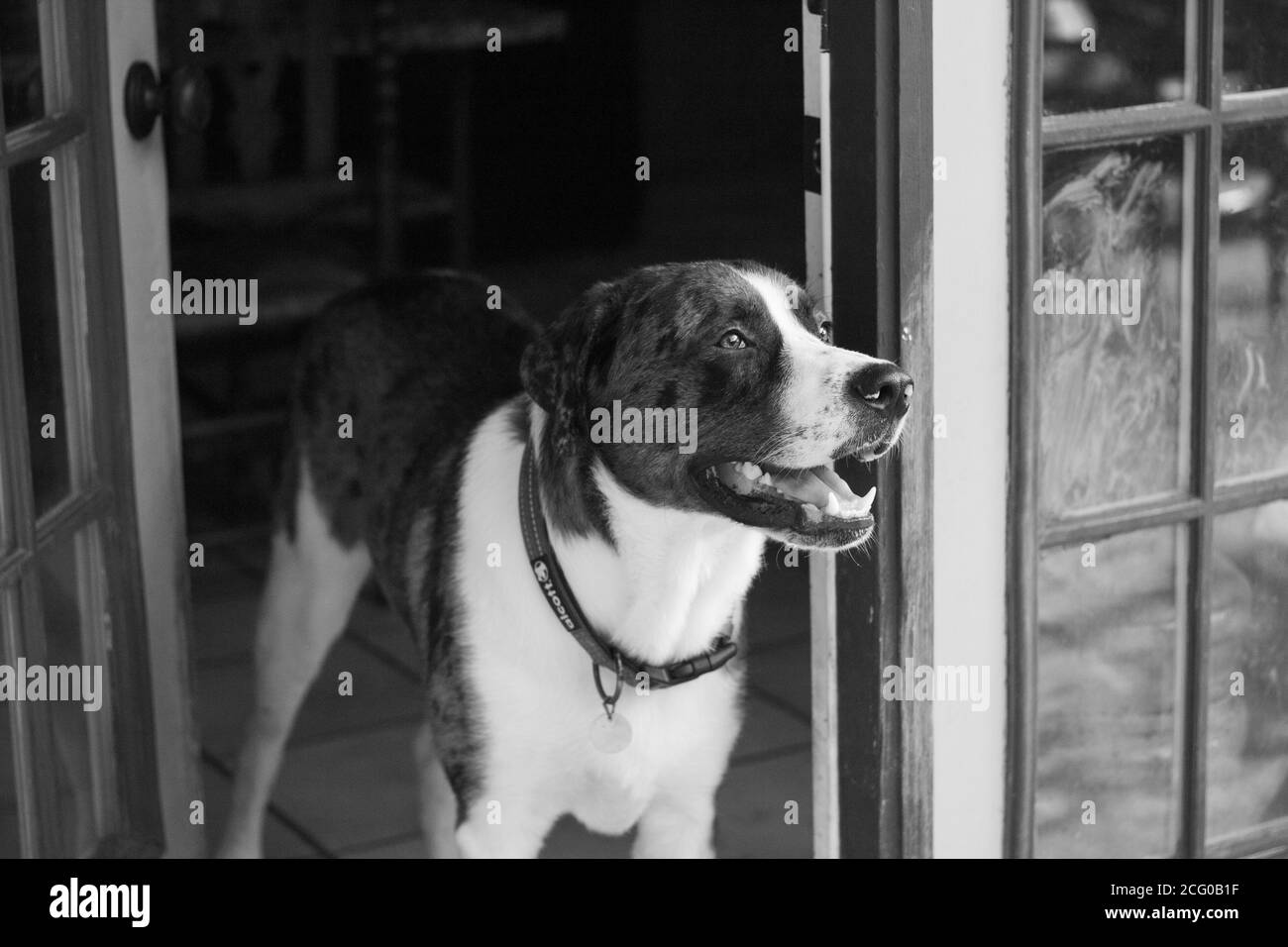 Great Pyrenees Mix Dog guardando fuori dalla porta in nero e bianco Foto Stock
