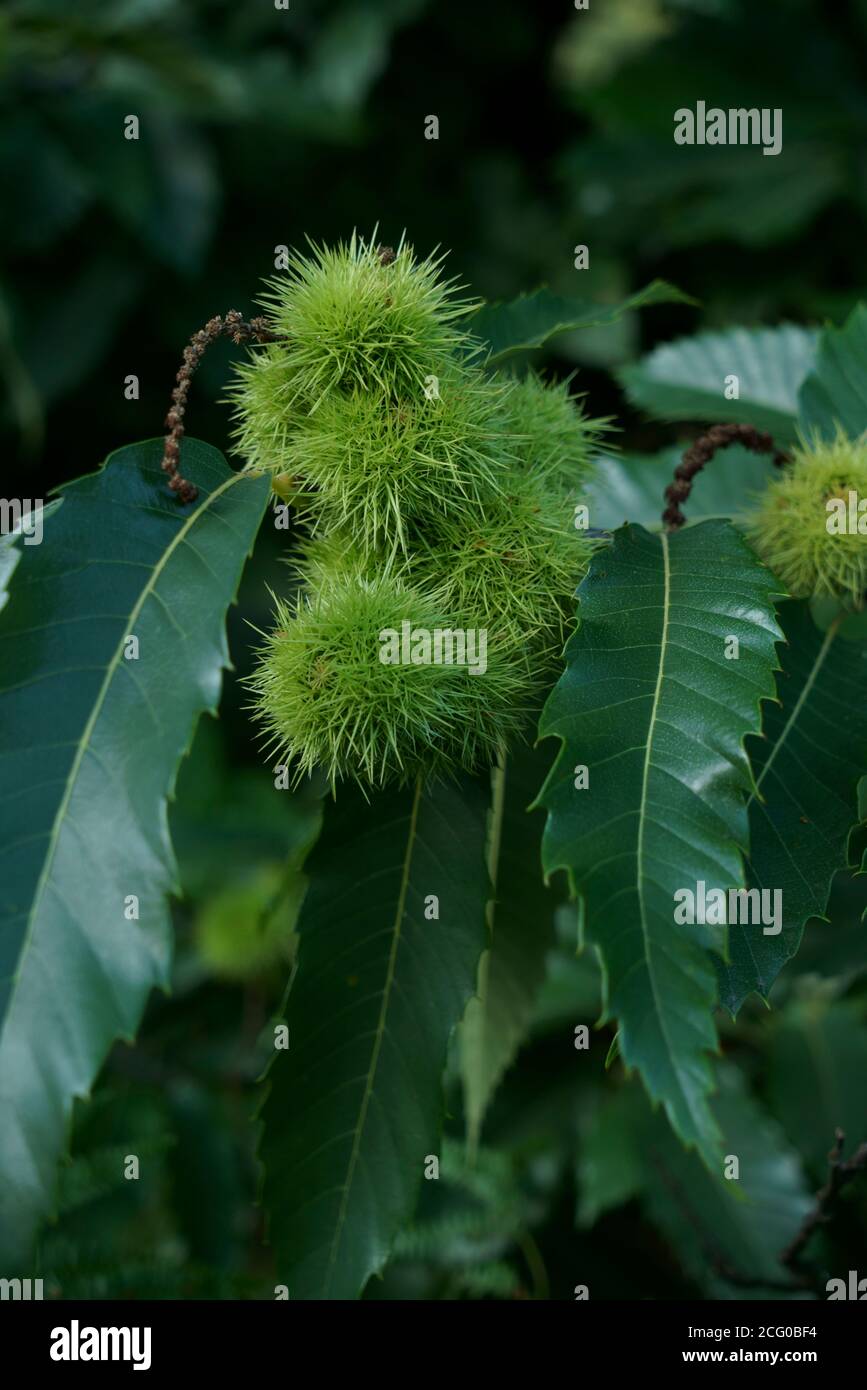 Castana spagnola castanea sativa primo piano. Foto Stock