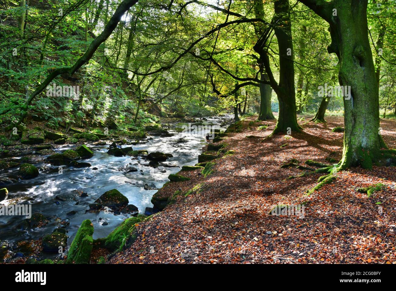 Percorso fluviale, Hardcastle Crags, Hebden Bridge, Pennines, Yorkshire Foto Stock