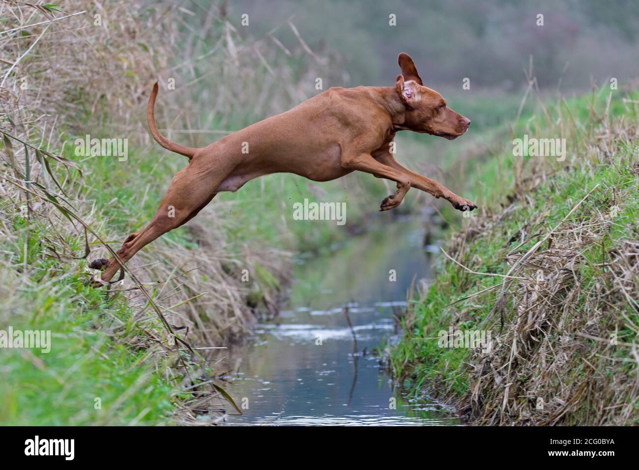 Ungherese Vizsla / Magyar Vizsla, razza di cane sportivo dall'Ungheria che salta sopra fossato Foto Stock
