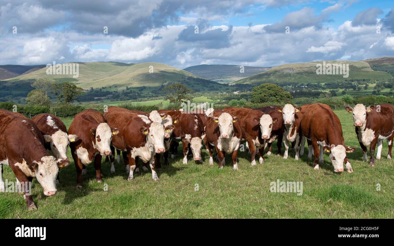 Mandria di bestiame Hereford in pascoli nei pressi di Kirkby Lonsdale con Barbondale Fells sullo sfondo, Cumbria, Regno Unito. Foto Stock