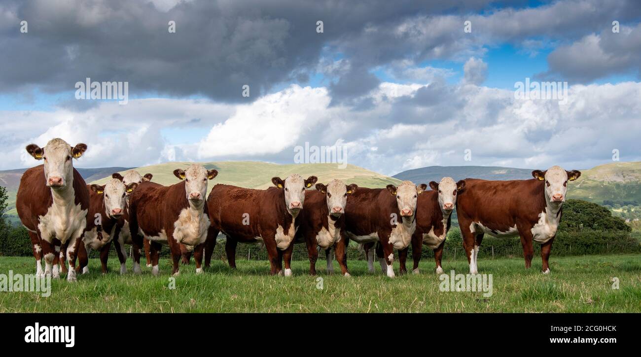 Mandria di bestiame Hereford in pascoli nei pressi di Kirkby Lonsdale con Barbondale Fells sullo sfondo, Cumbria, Regno Unito. Foto Stock