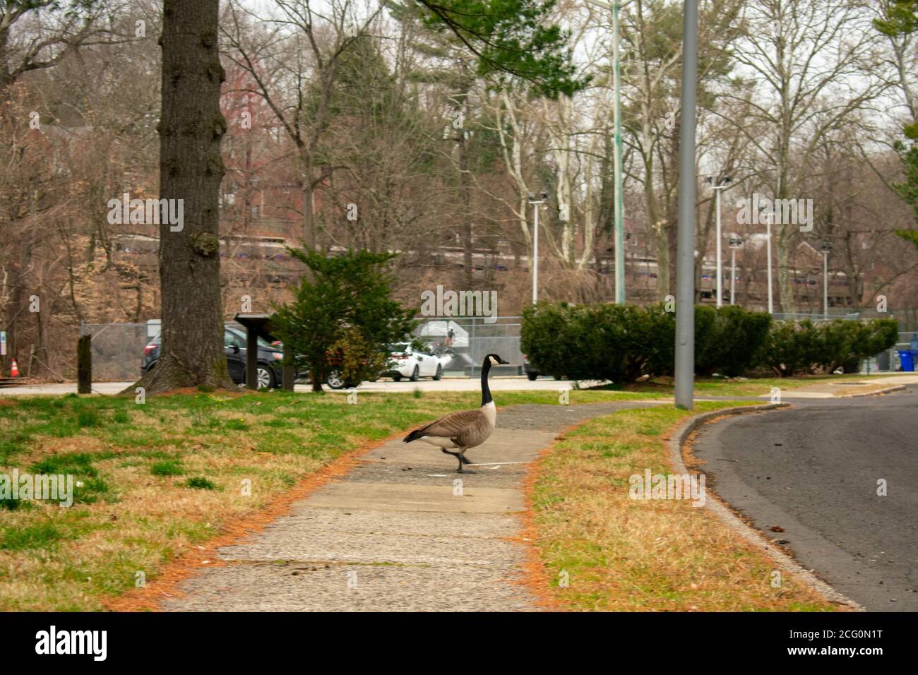 Un'Oca selvaggia nel mezzo del marciapiede dentro Un parco nella Pennsylvania suburbana Foto Stock