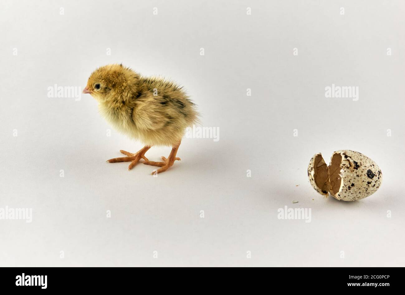 Pulcino di quaglia neonato con guscio di sego Foto Stock