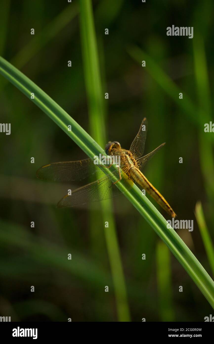 In estate sera una libellula gialla seduta sull'erba Foto Stock