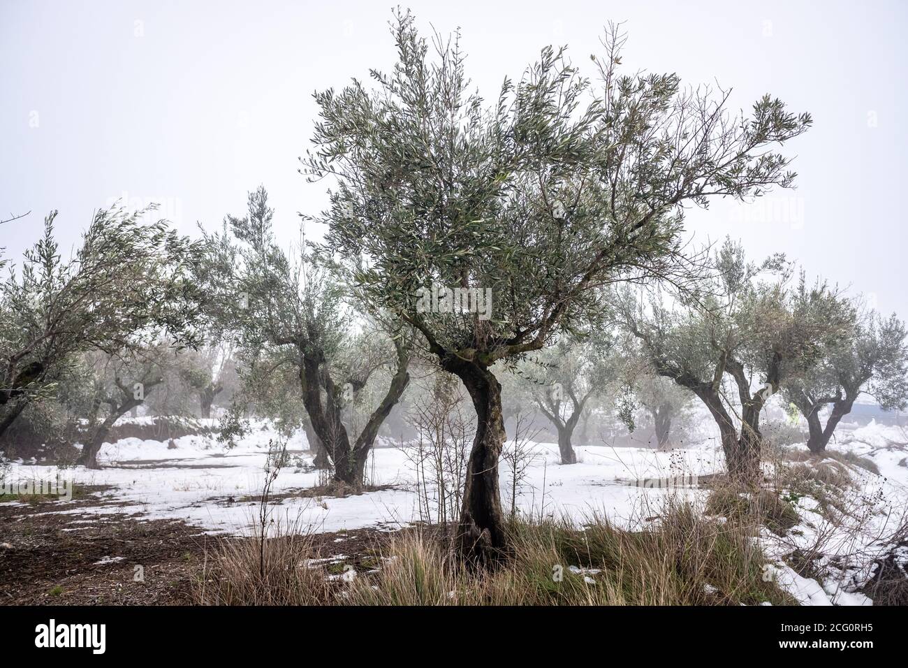 Campo di olivi innevati in Spagna durante l'inverno. Foto Stock