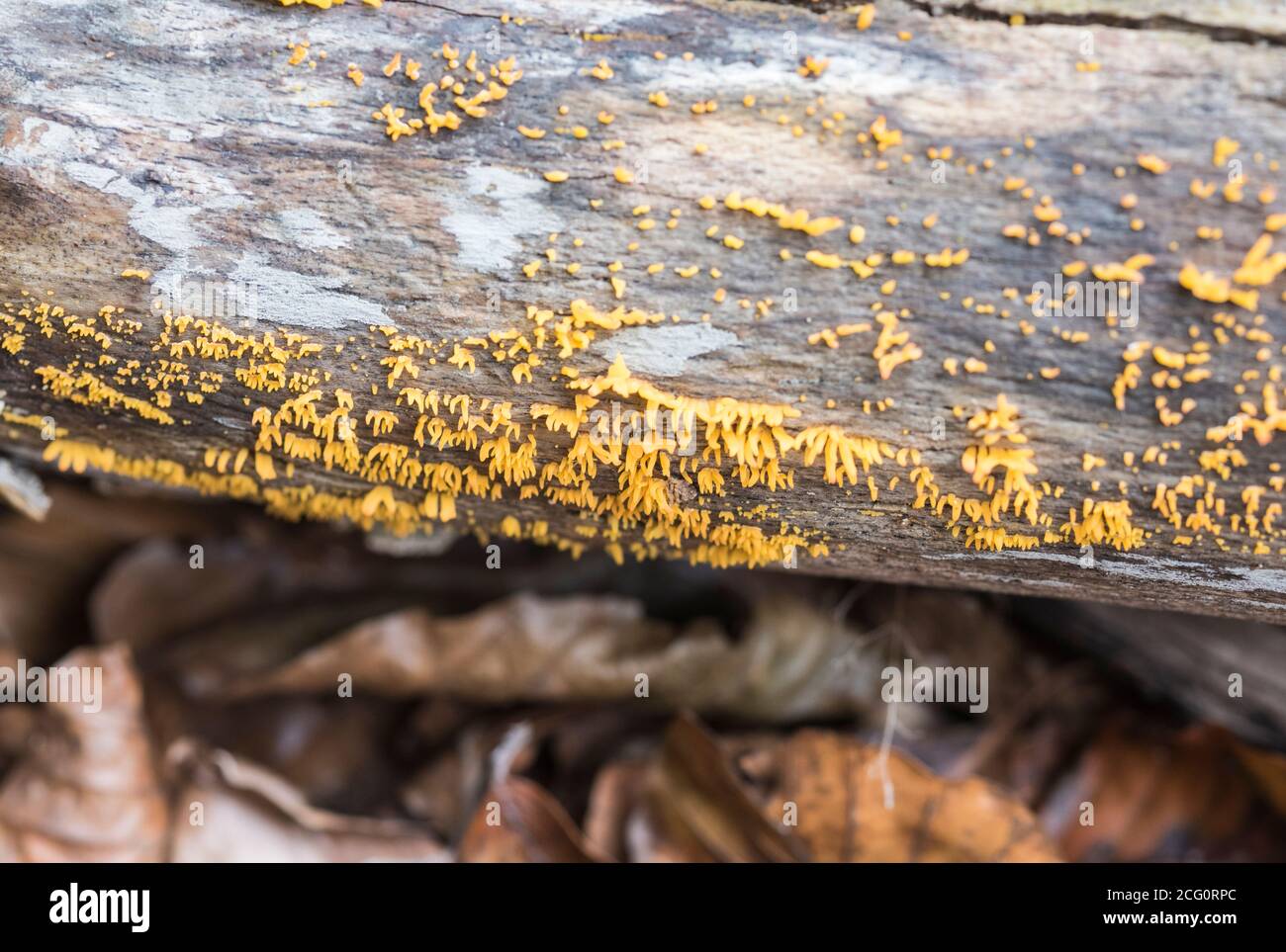Piccolo fungo di staghorn (Calocera cornea) Foto Stock