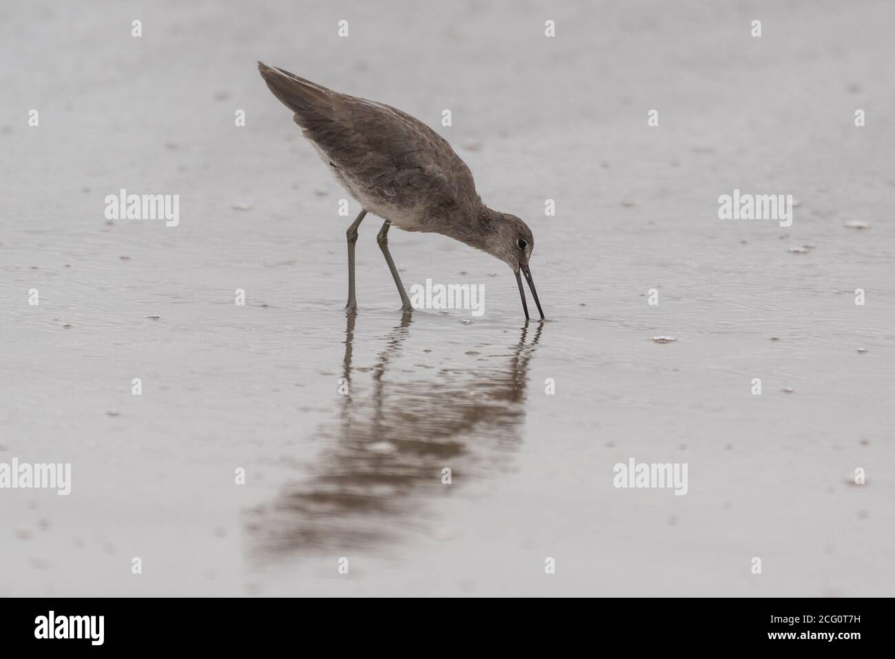 Gli istinti prendono il controllo per l'uccello marino del filetto con il becco immerso nella sabbia bagnata nella speranza di afferrare un mortale saporito del cibo. Foto Stock