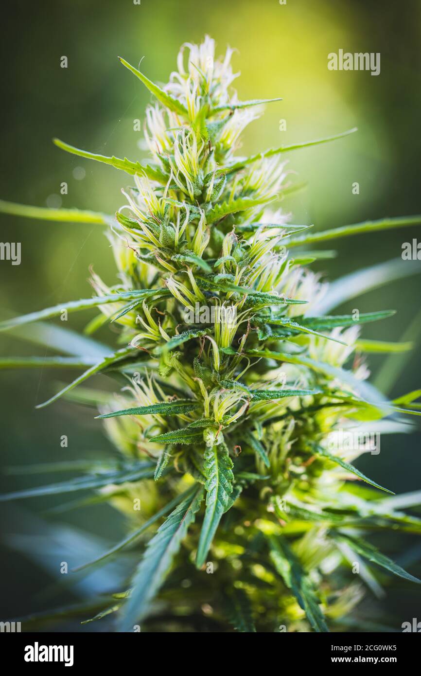 Fiori di germoglio di marijuana di cannabis nel giardino. Foto Stock