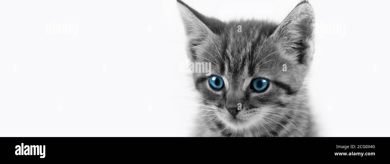 Domestico Tabby Kitten closeup con occhi blu / nero e bianco Foto Stock