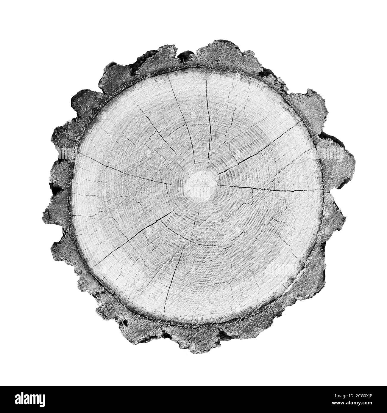 Grande pezzo di legno rotondo con anelli di crescita su sfondo bianco. Tronco di albero in nero e bianco tagliato dai boschi. Testo organico naturale dettagliato Foto Stock