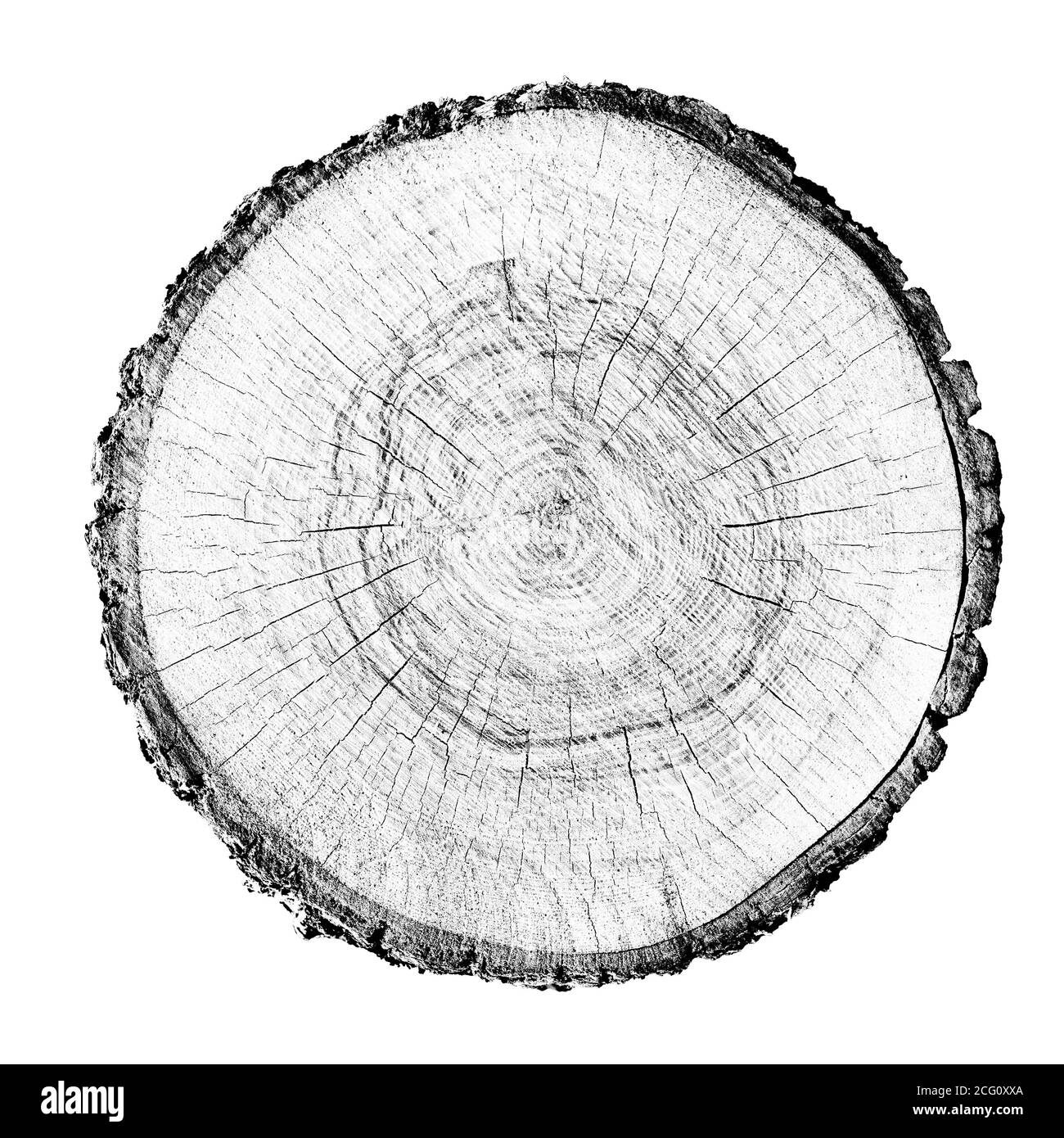 Grande pezzo di legno rotondo con anelli di crescita su sfondo bianco. Tronco di albero in nero e bianco tagliato dai boschi. Testo organico naturale dettagliato Foto Stock