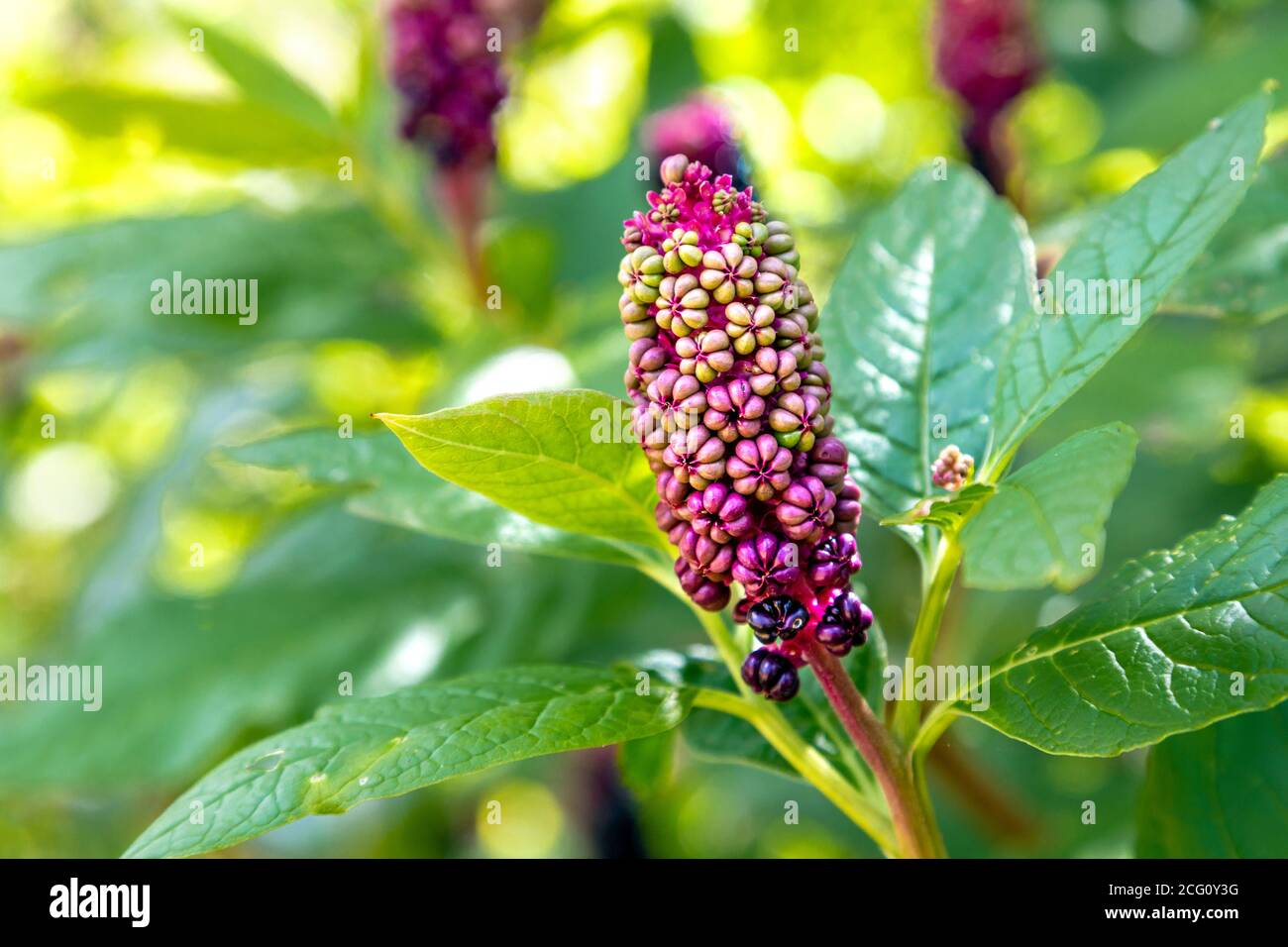 Primo piano di bacche fitolacca americana (pokeweed) presso il Dye Garden, Horniman Museum and Gardens, Londra, Regno Unito Foto Stock