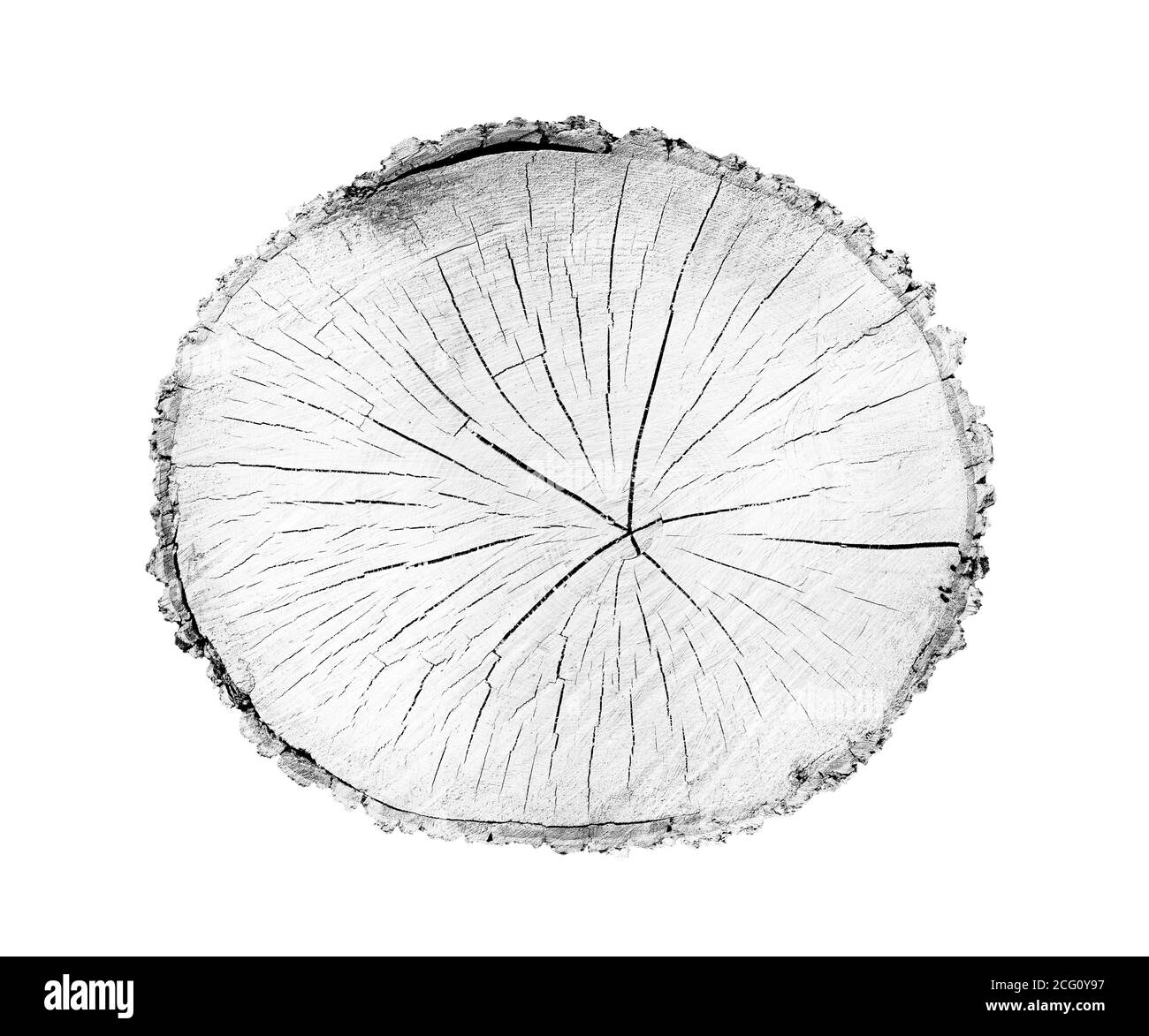 Grande pezzo di legno rotondo con anelli di crescita su sfondo bianco. Tronco di albero in nero e bianco tagliato dai boschi. Testo organico naturale dettagliato Foto Stock