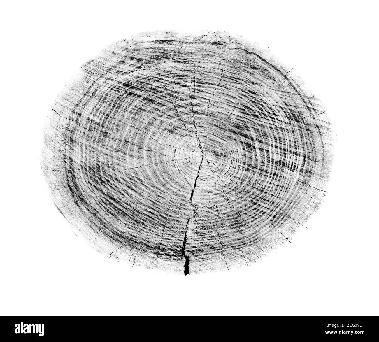 Grande pezzo di legno rotondo con anelli di crescita su sfondo bianco. Tronco di albero in nero e bianco tagliato dai boschi. Testo organico naturale dettagliato Foto Stock