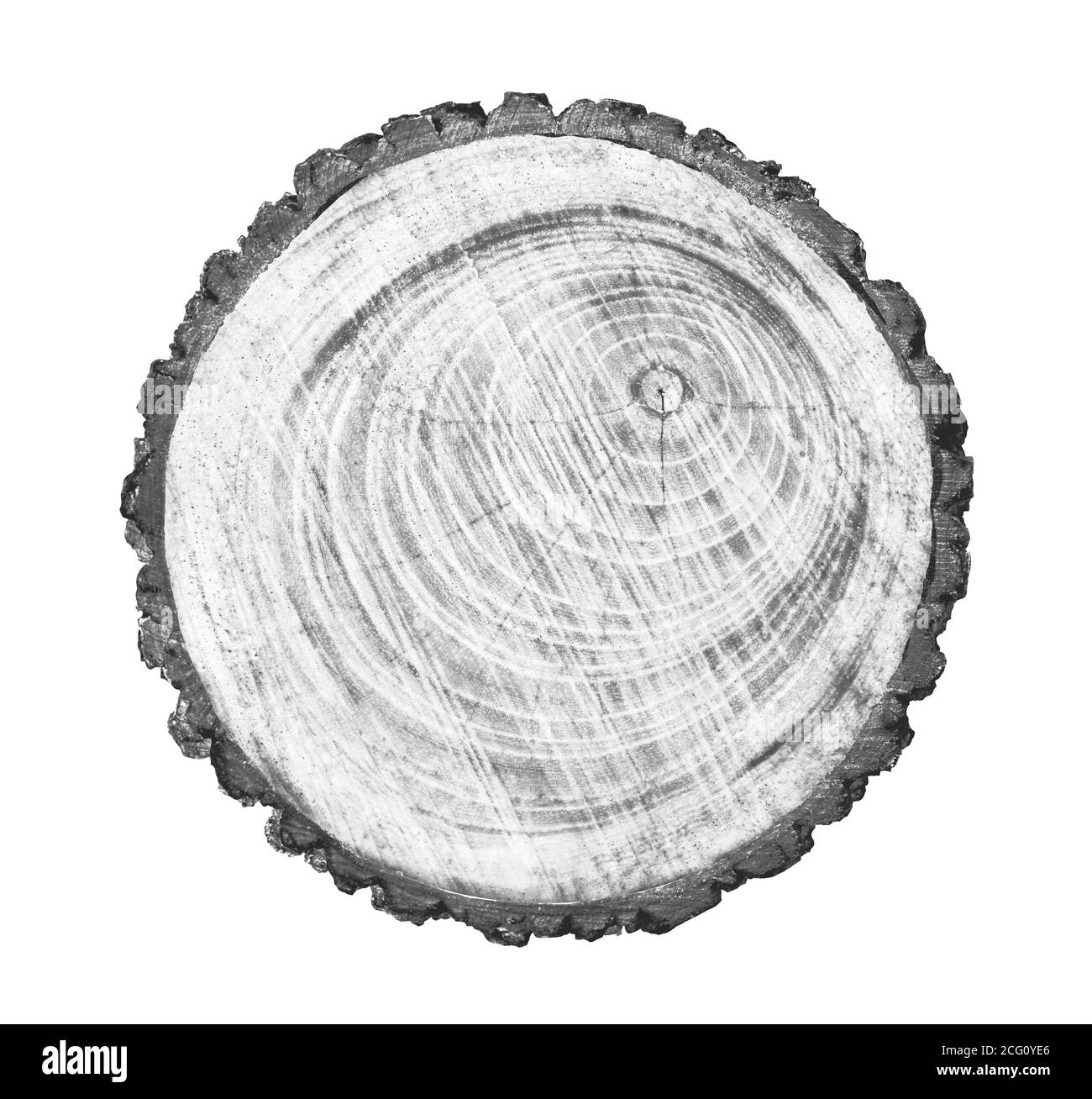 Grande pezzo di legno rotondo con anelli di crescita su sfondo bianco. Tronco di albero in nero e bianco tagliato dai boschi. Testo organico naturale dettagliato Foto Stock