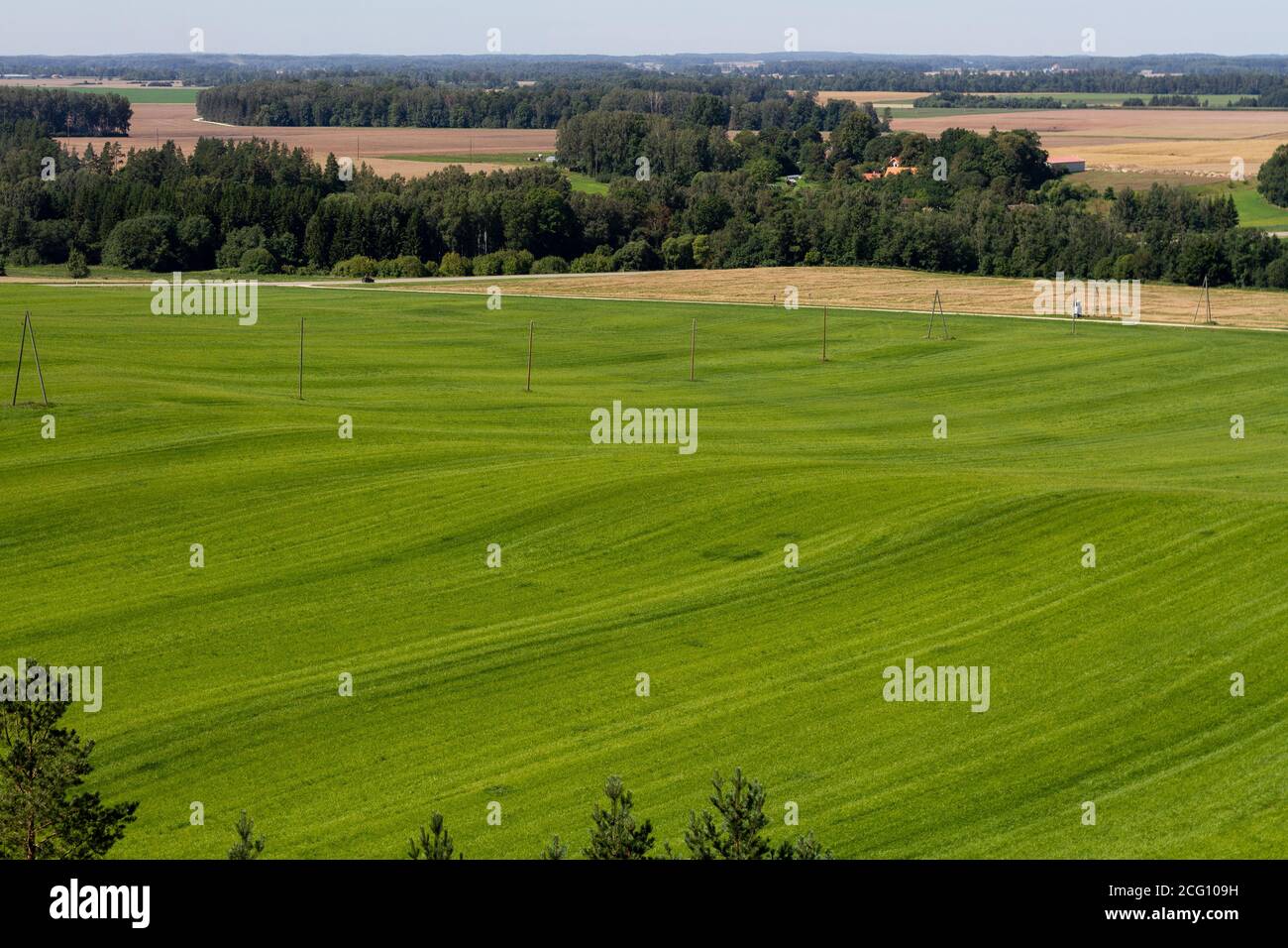 Campo di erba verde con linea elettrica e foreste dietro Foto Stock