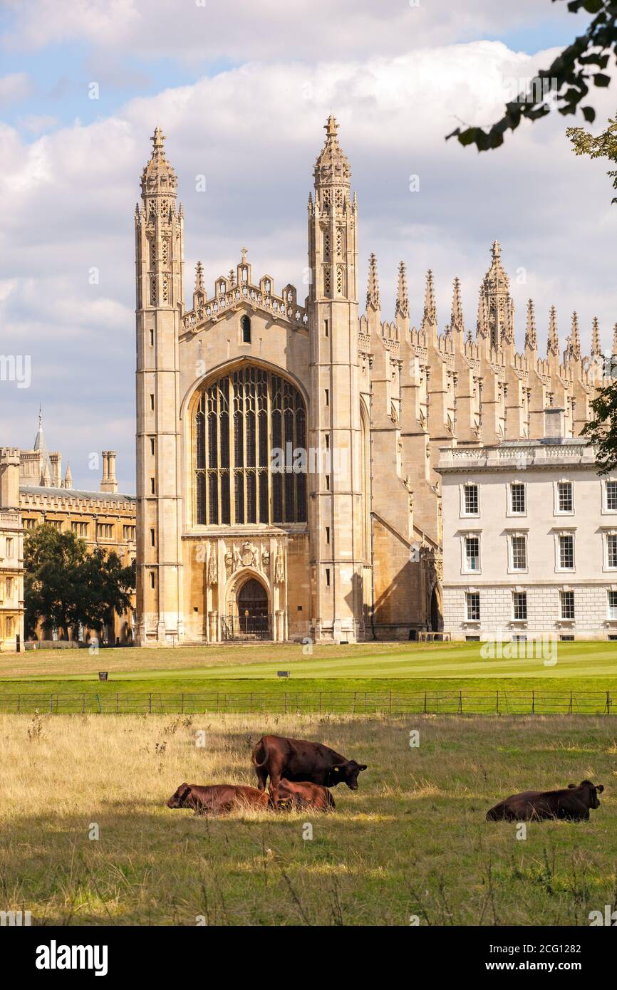 Kings collage Cambridge visto dalle spalle sui prati con mucche al pascolo e cielo blu Foto Stock
