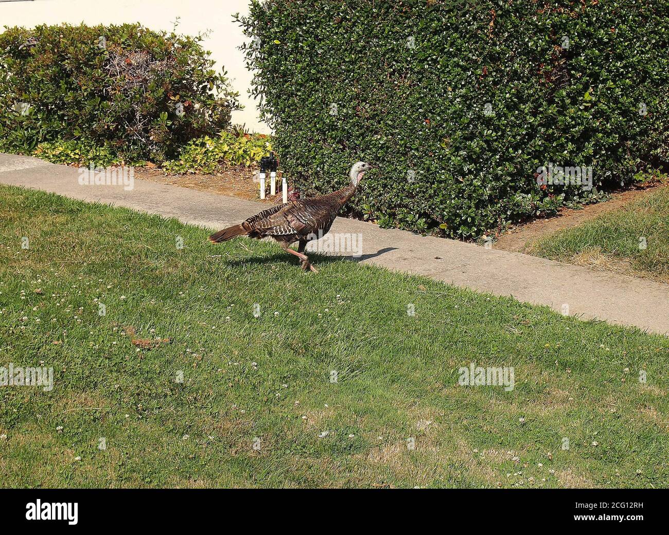 Wild turkey, Meleagris galopao, sul prato di Union City, California Foto Stock