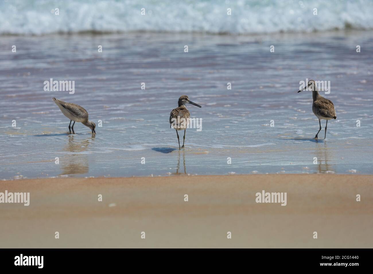 Sandpipers Willet sulla spiaggia Ormond Beach in Florida. Foto Stock