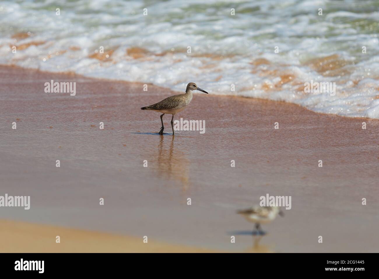 Willet Sandpiper sulla spiaggia di Ormond Beach in Florida. Foto Stock