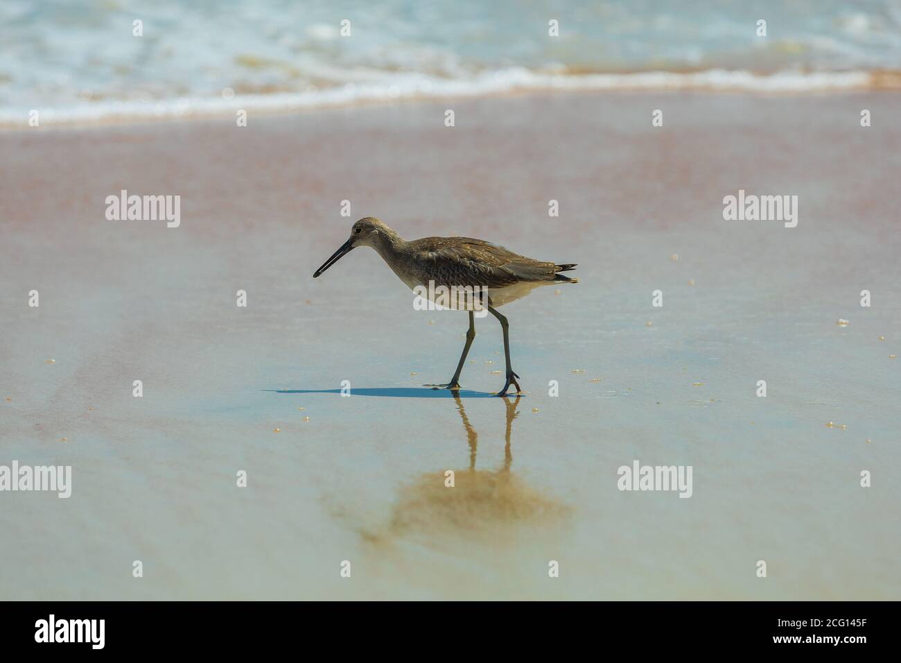 Willet Sandpiper sulla spiaggia di Ormond Beach in Florida. Foto Stock